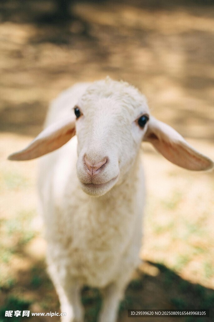 可爱小羊正面特写