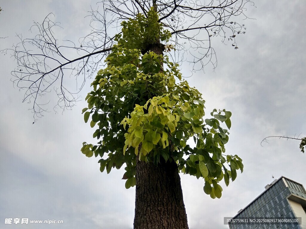 高耸大树顶部长出绿植