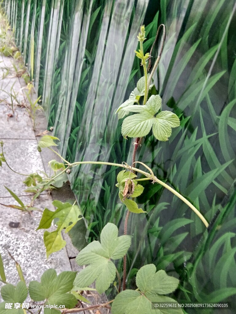 墙边藤蔓与绿叶植物