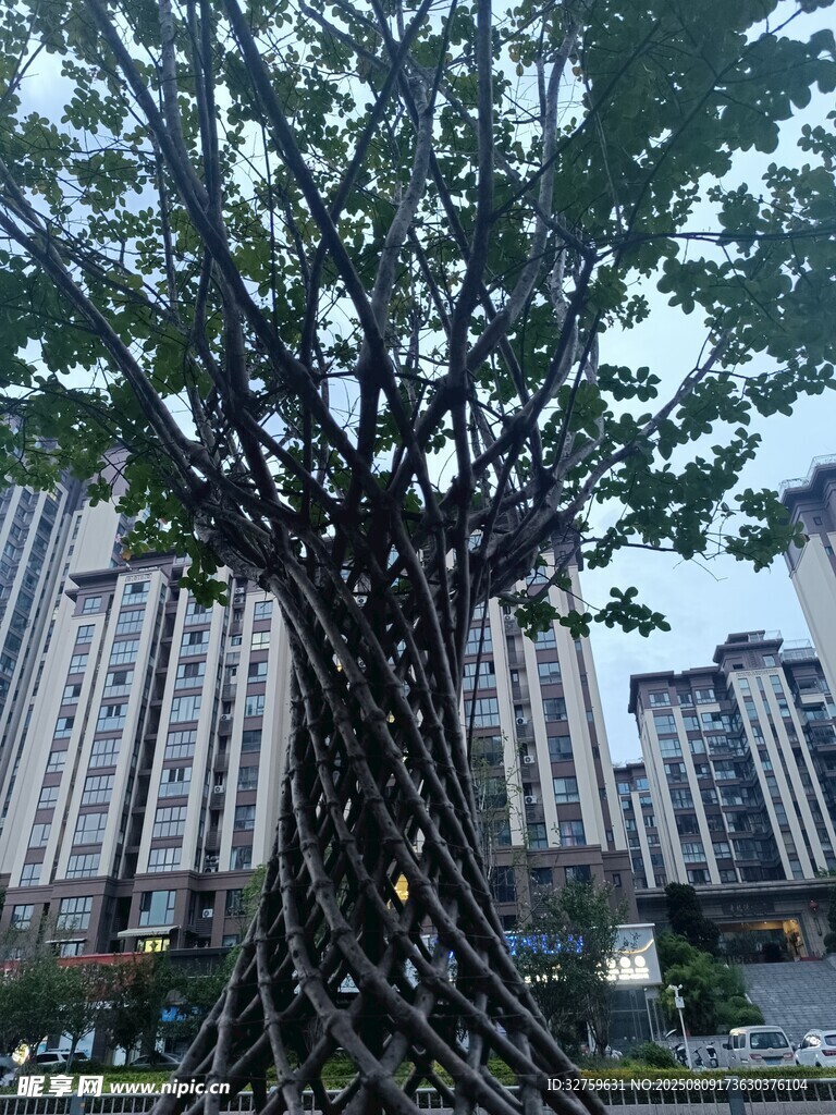 奇特盘根大树与高楼景观