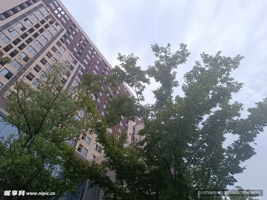 高楼旁的葱郁绿树