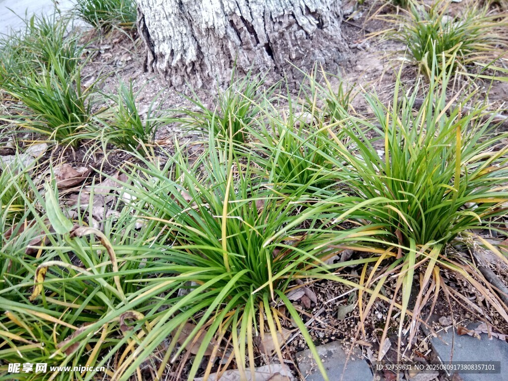 石边葱兰绿植清新画面