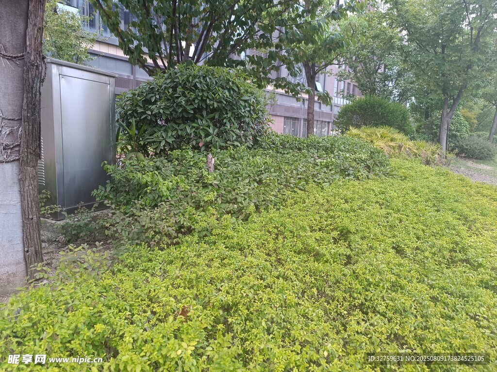 绿意盎然的户外灌木丛景观