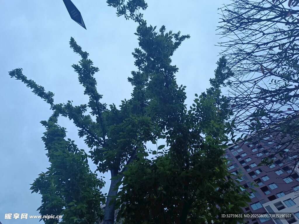 天空下的树木与飞鸟