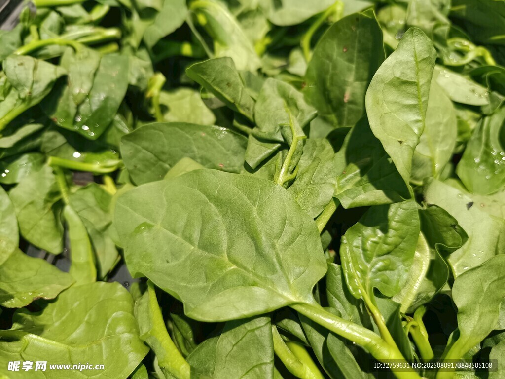 新鲜嫩绿菠菜叶