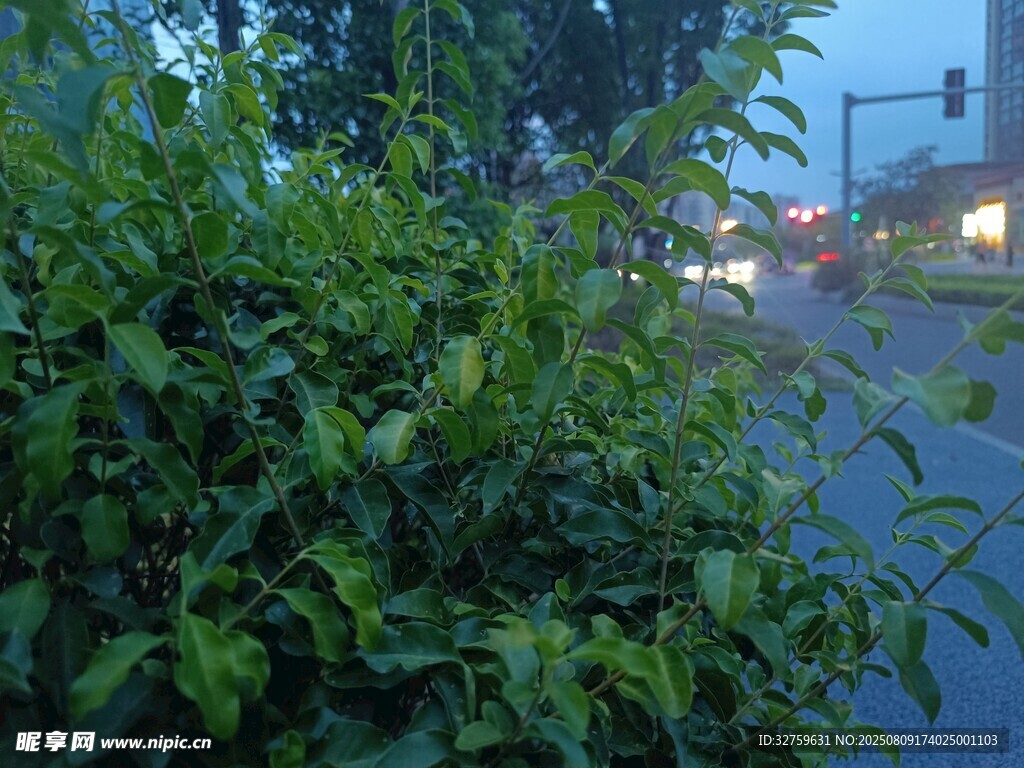 夜幕下的路边绿植
