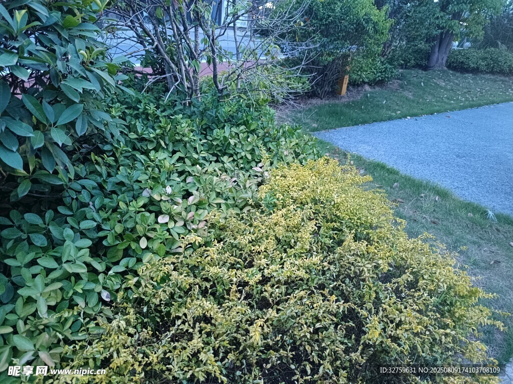 路边繁茂的绿色灌木丛