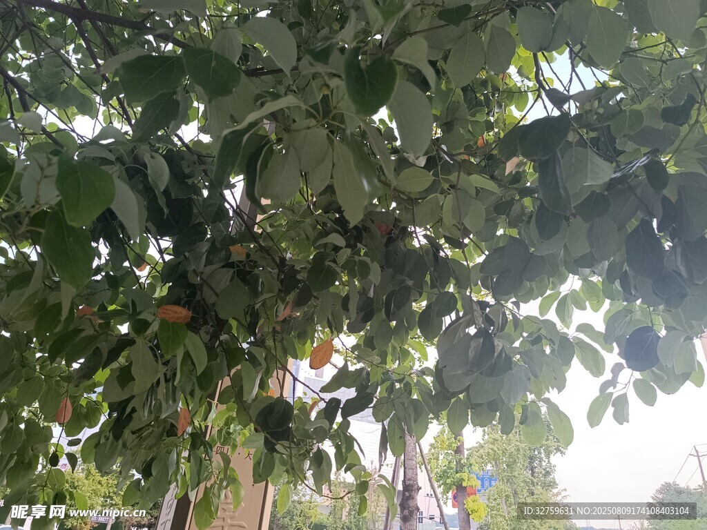 繁茂大树下的绿意景象