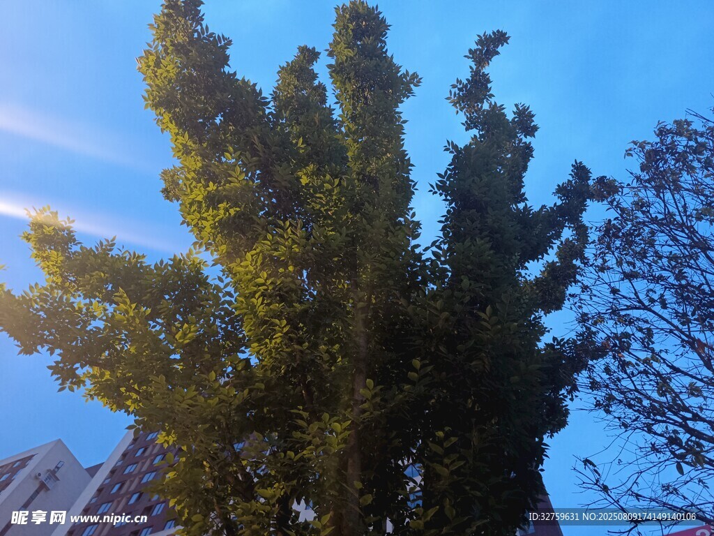 蓝天映衬下的葱郁树木