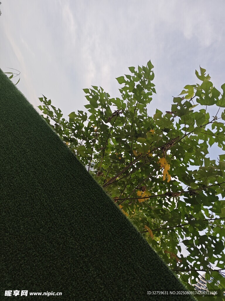 透过屋顶望绿树蓝天