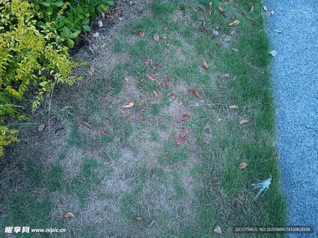 斑驳草地与绿植边缘景象