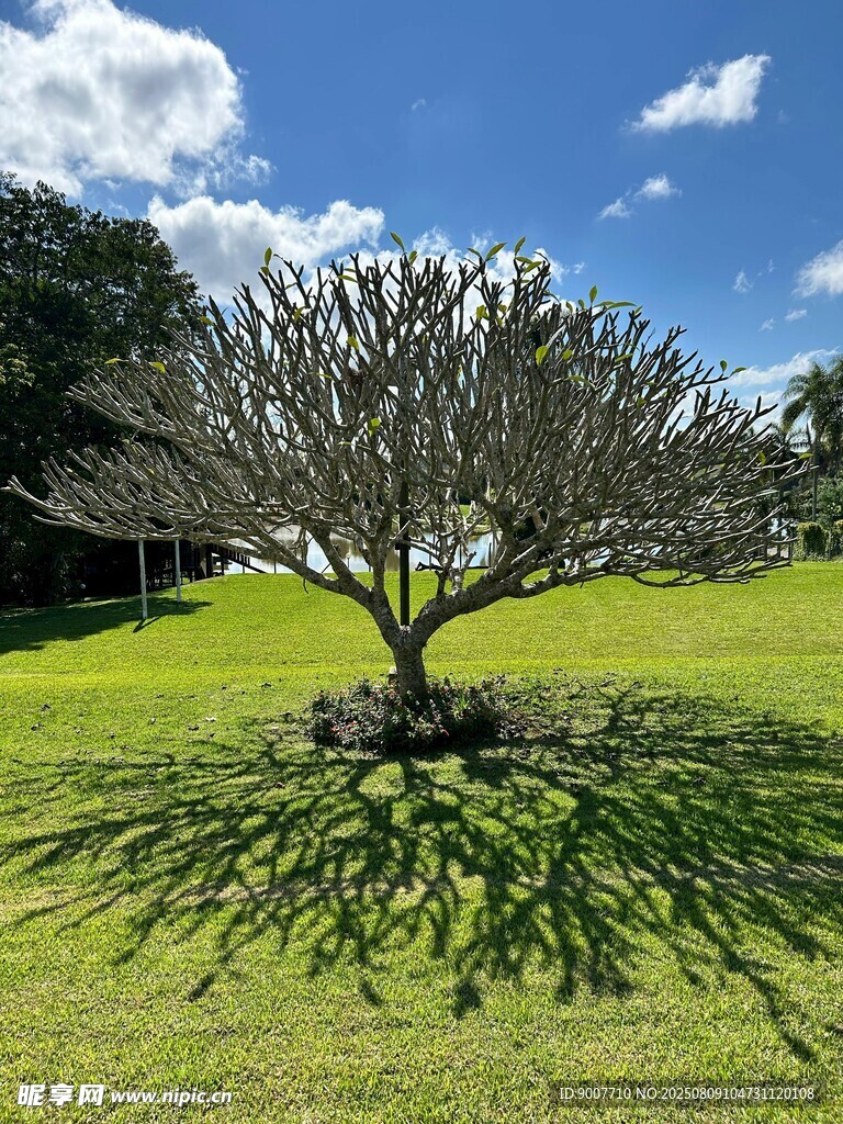 草地上的孤树剪影