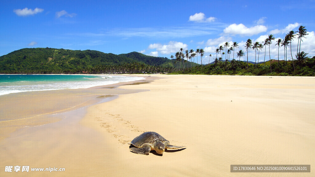 沙滩上的海龟
