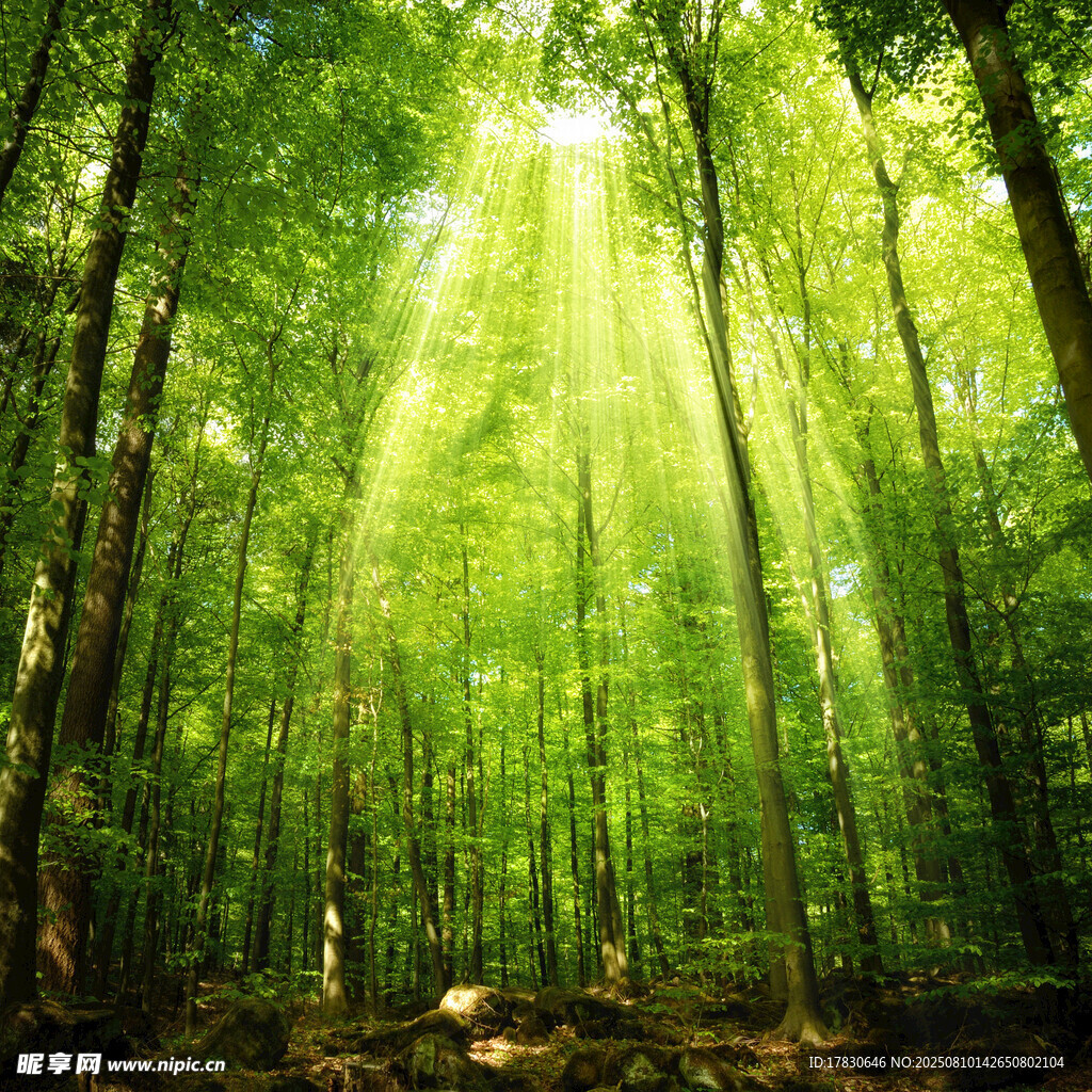 阳光洒落的静谧森林