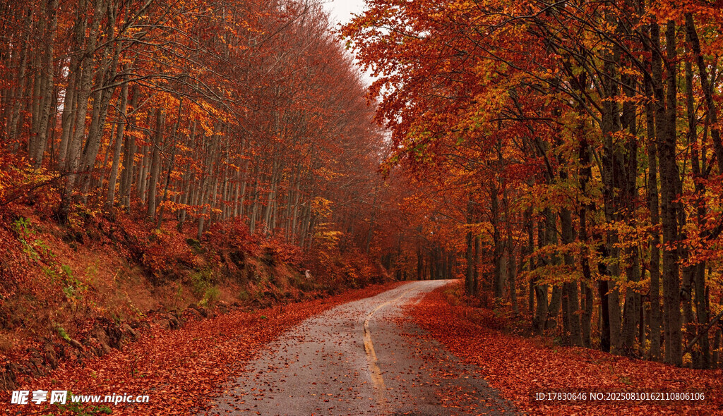 秋日林间蜿蜒红叶小路