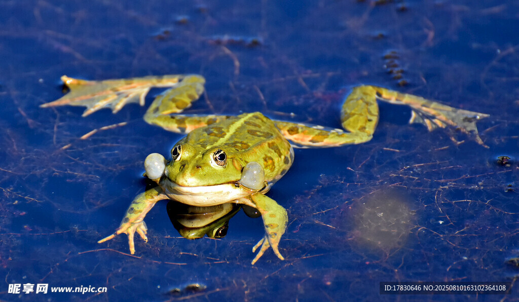 水中青蛙特写