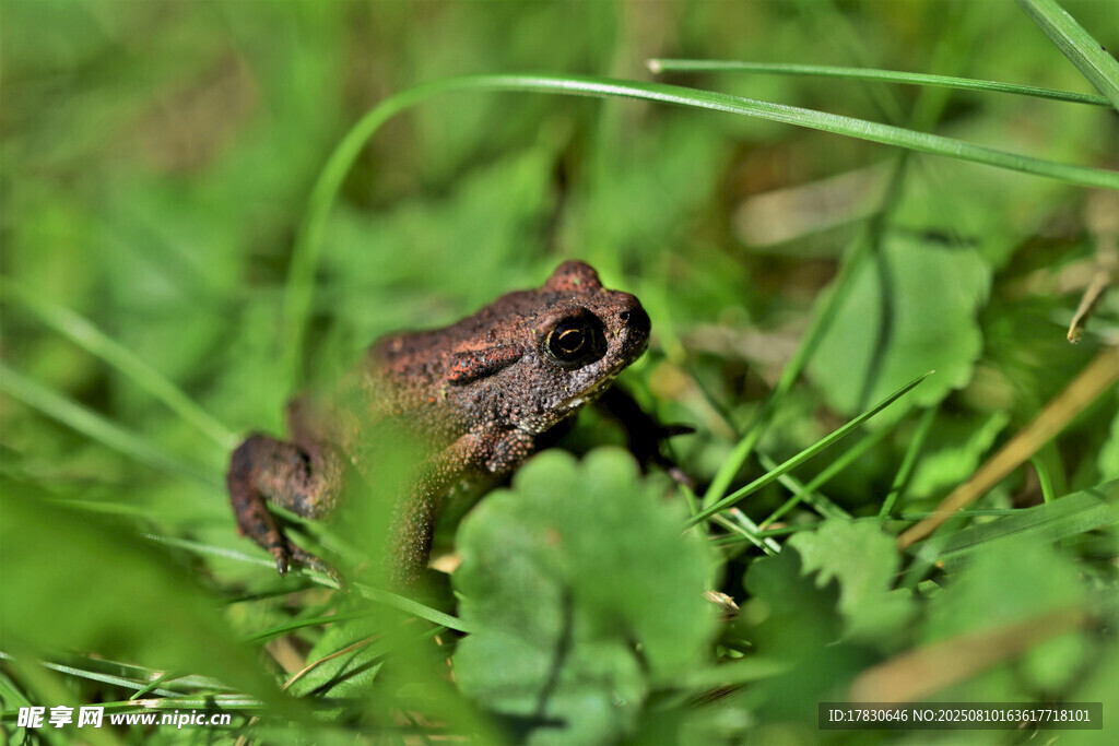 草丛中的棕色青蛙