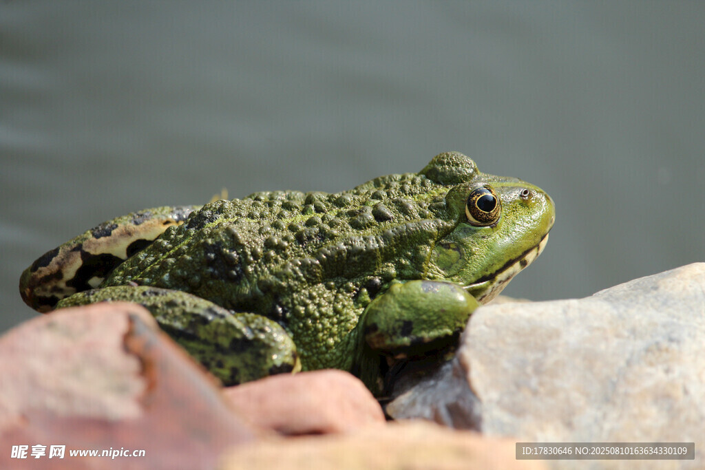 岩石上的绿色蟾蜍