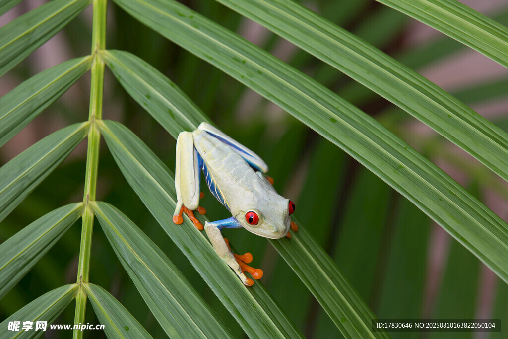 绿叶上的彩色青蛙