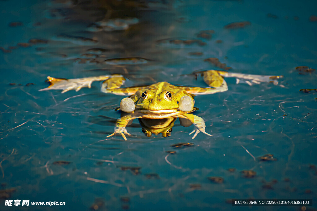 水中青蛙姿态独特