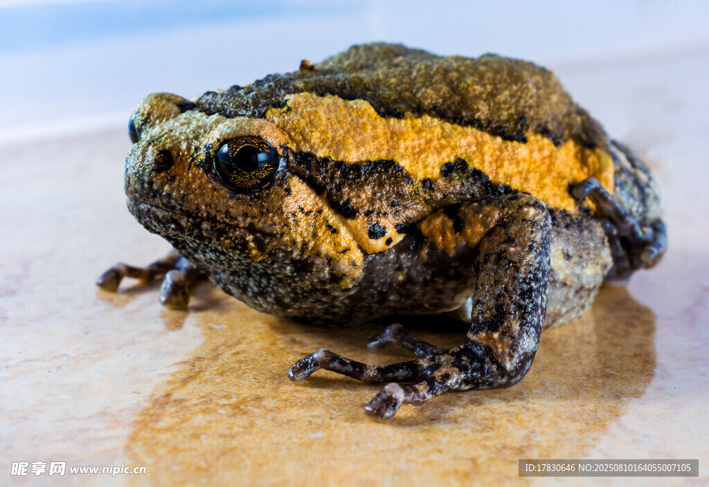 色彩独特的蟾蜍