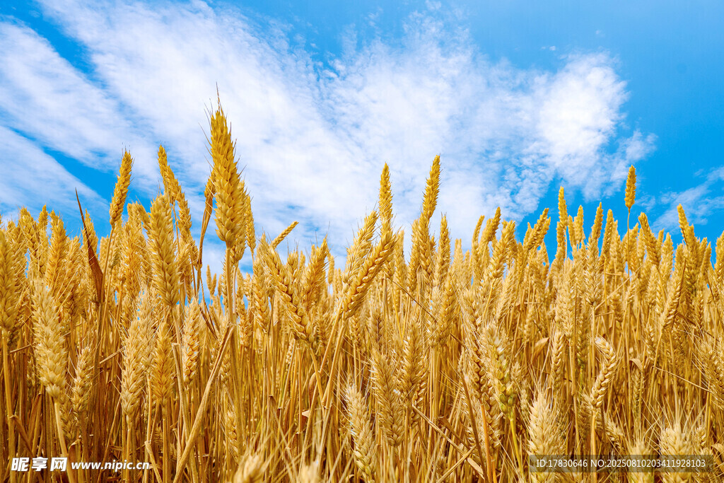 金黄麦田映蓝天