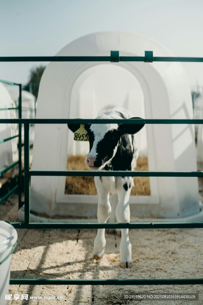 围栏边的黑白花小牛