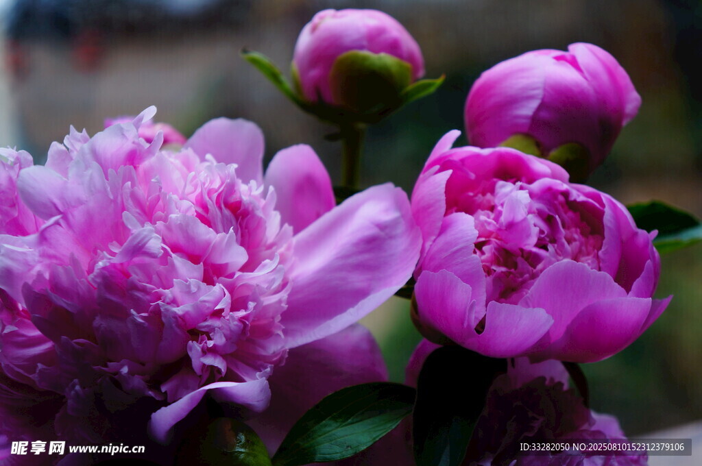 娇艳盛开的粉色牡丹花