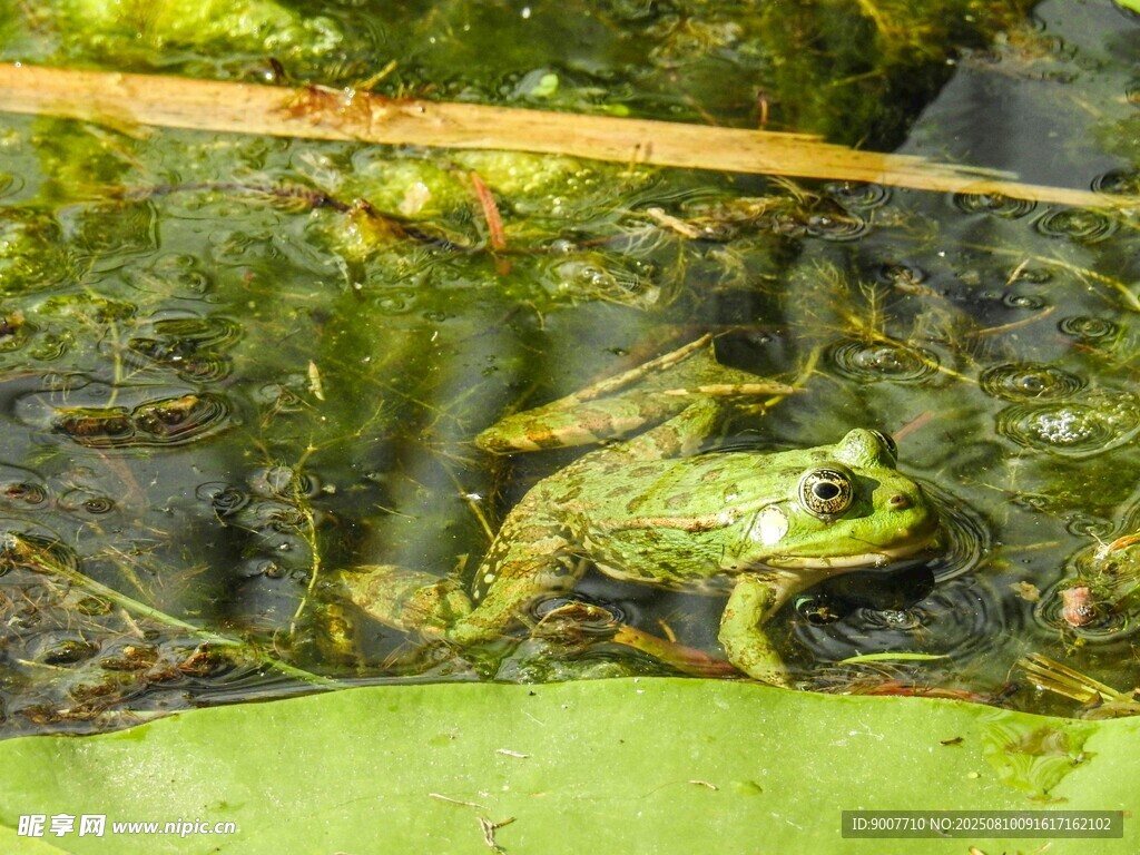 池塘中的绿色青蛙