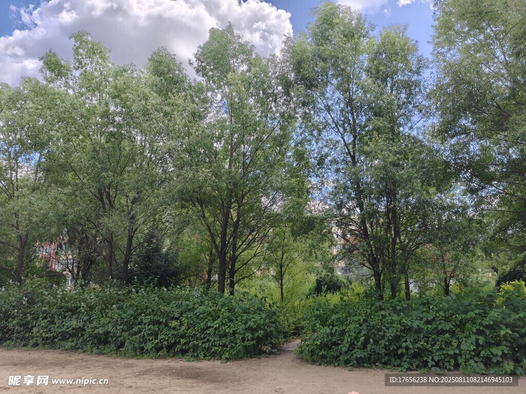 绿意盎然的户外树林景观