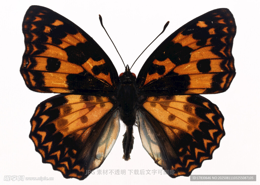 橙黑花纹蝴蝶特写
