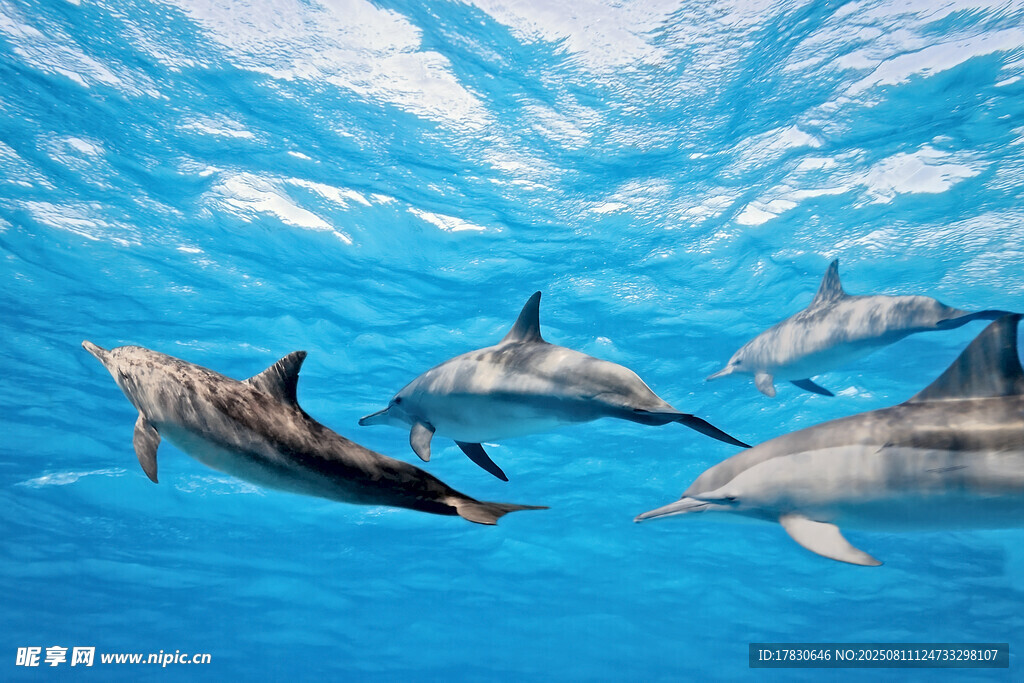 海中畅游的欢快海豚