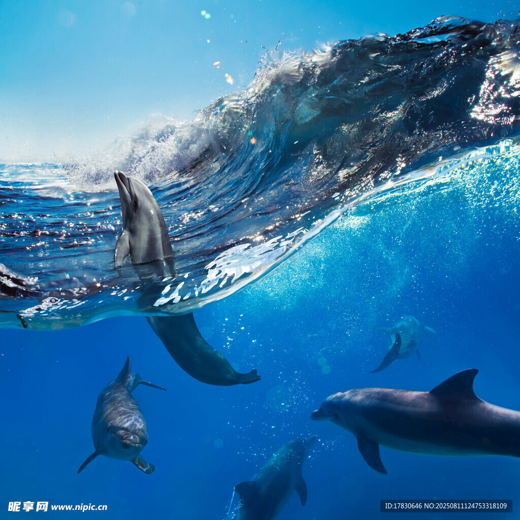 海中畅游的欢快海豚群