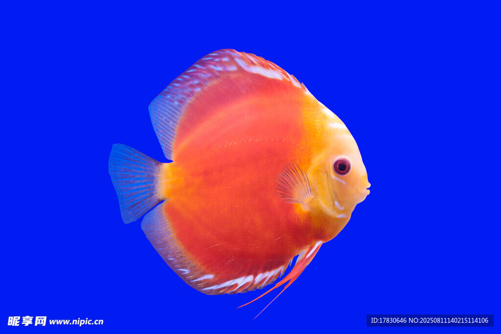 艳丽七彩神仙鱼特写