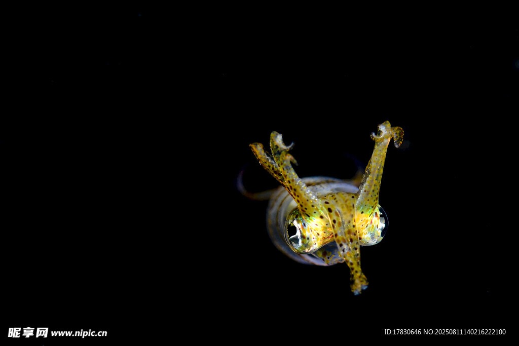 金色奇特昆虫特写