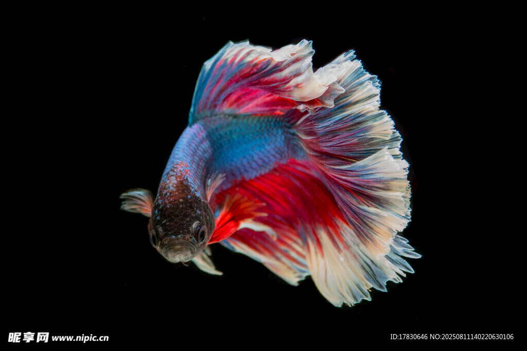 色彩斑斓的斗鱼