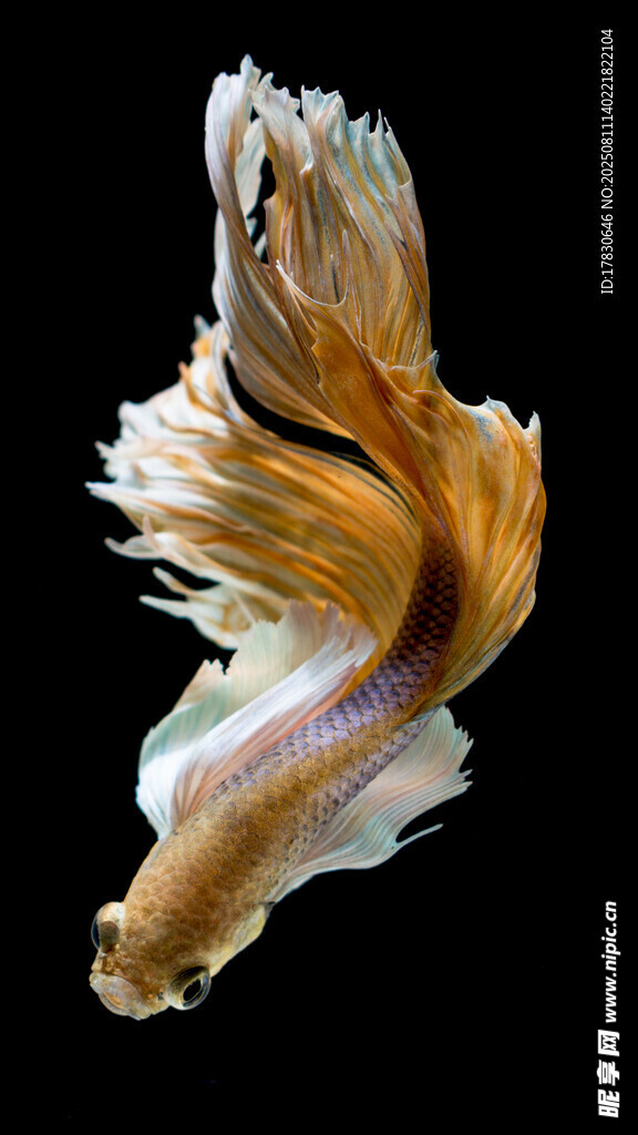 飘逸多姿的暹罗斗鱼