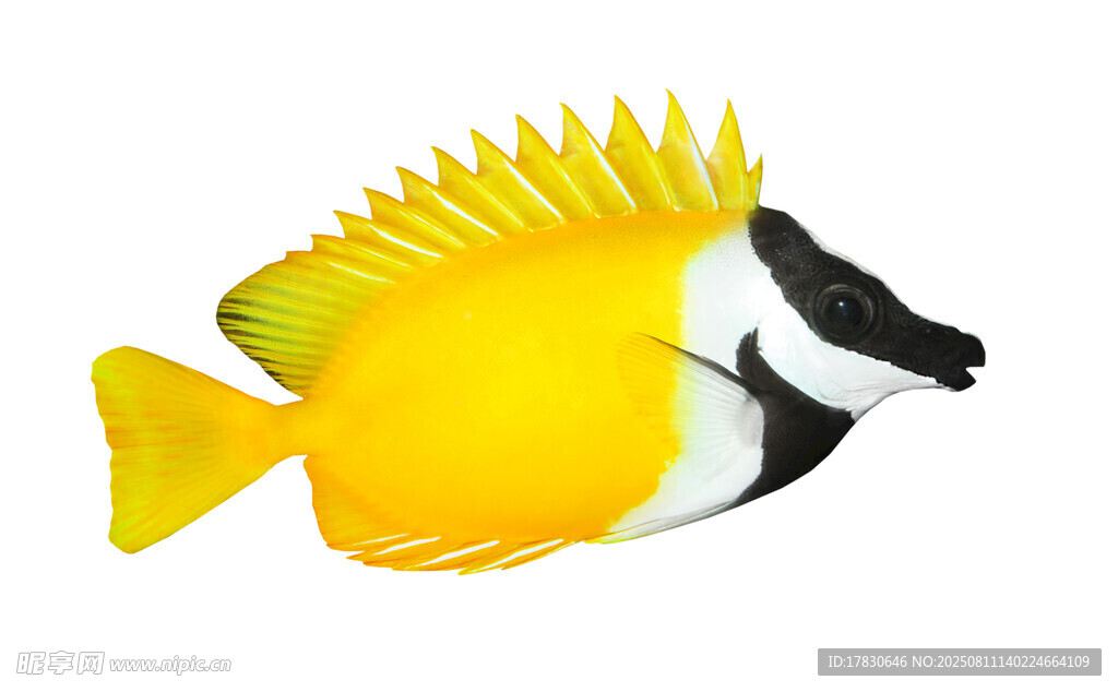 黄色条纹热带观赏鱼