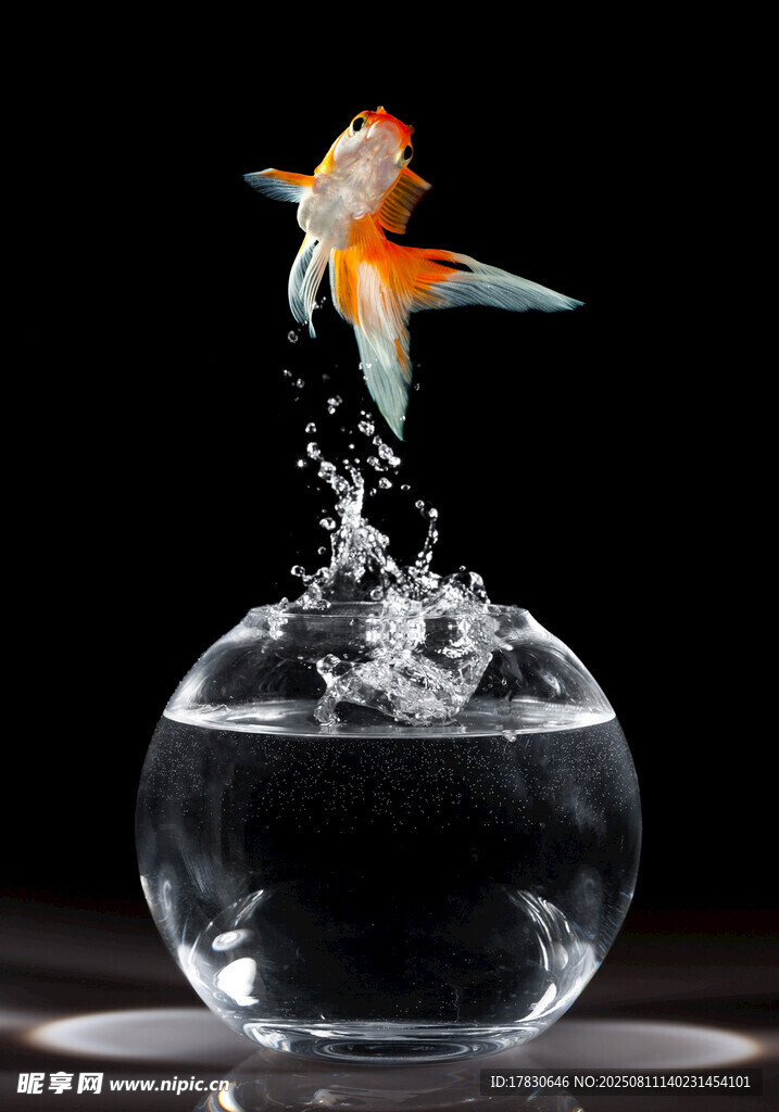 金鱼跃出鱼缸瞬间