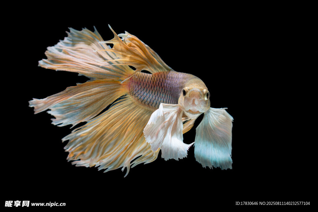 美丽多彩的斗鱼