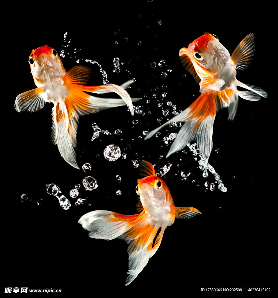 灵动金鱼水中跃起