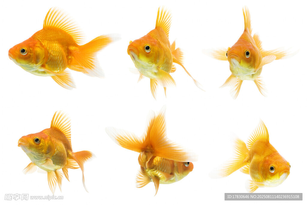 六只色彩明艳的小金鱼