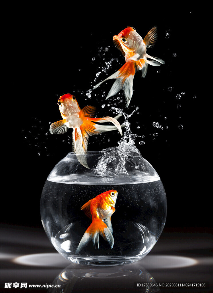 金鱼跃出鱼缸瞬间
