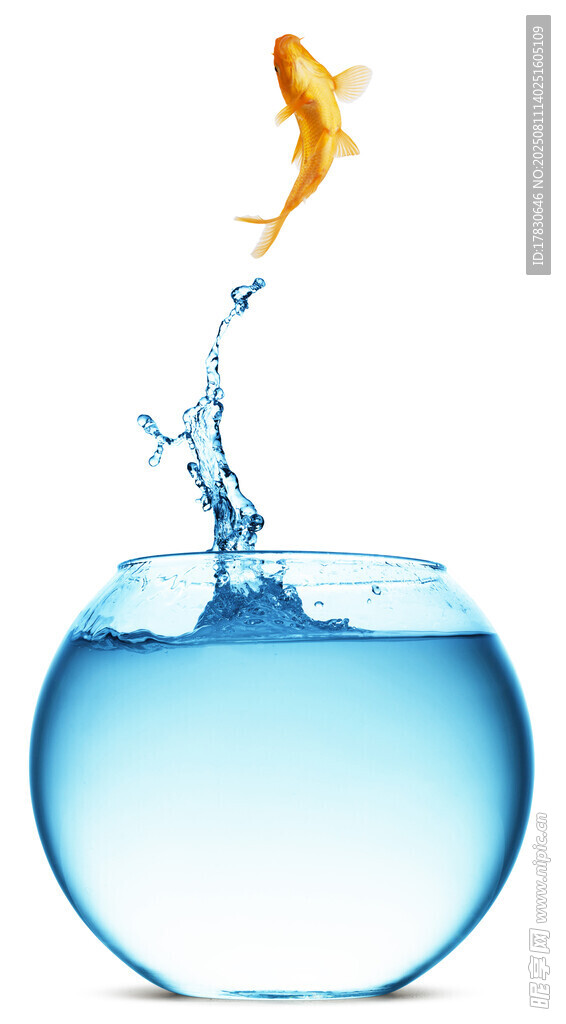 金鱼跃出鱼缸瞬间