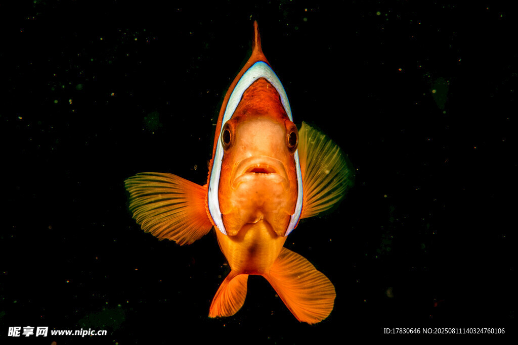 可爱小丑鱼特写
