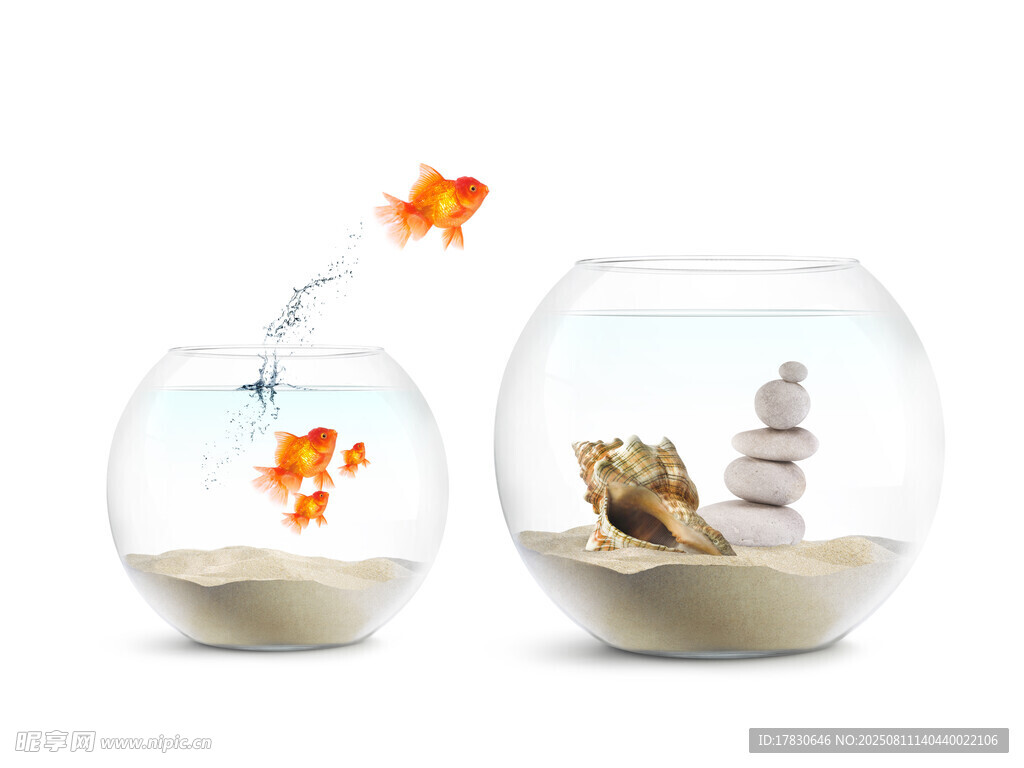 双鱼缸内金鱼与景观