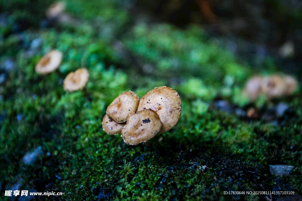 青苔上的蘑菇特写