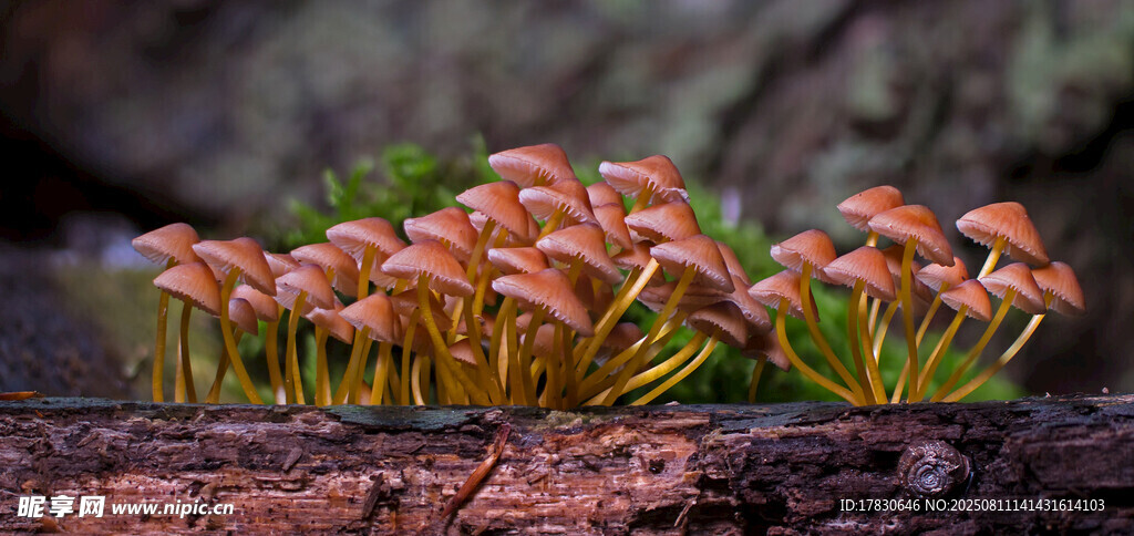 森林中生长的迷你蘑菇群
