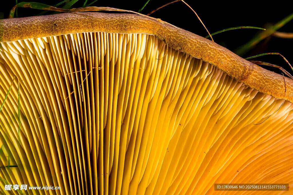 金黄蘑菇菌褶特写