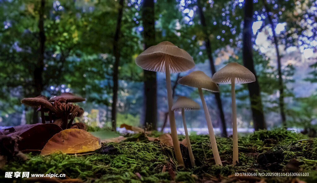 森林中的蘑菇景观